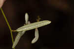 Michauxii's croton